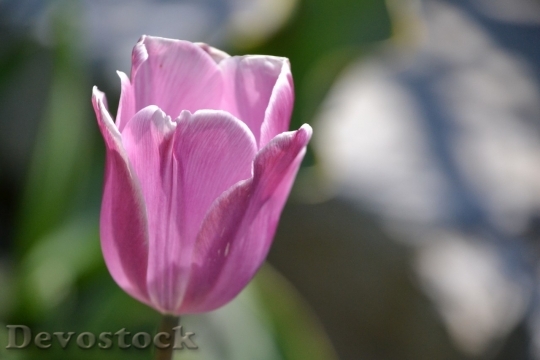 Devostock Tulip beautiful  (305)
