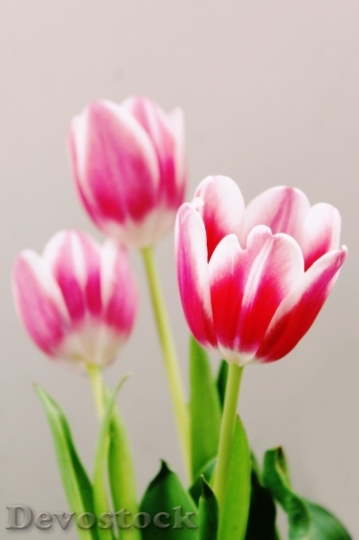 Devostock Tulip beautiful  (308)