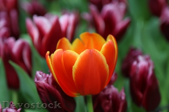 Devostock Tulip beautiful  (309)