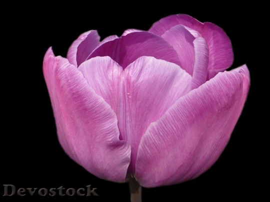Devostock Tulip beautiful  (31)