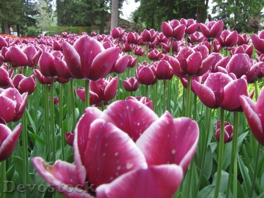 Devostock Tulip beautiful  (315)