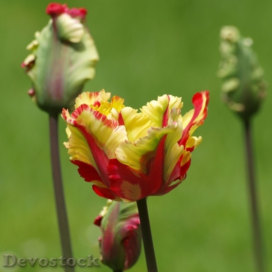 Devostock Tulip beautiful  (316)