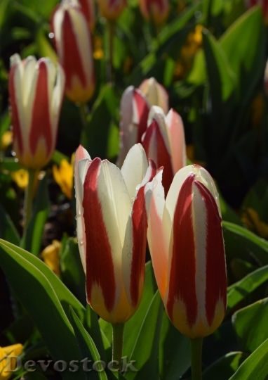 Devostock Tulip beautiful  (317)