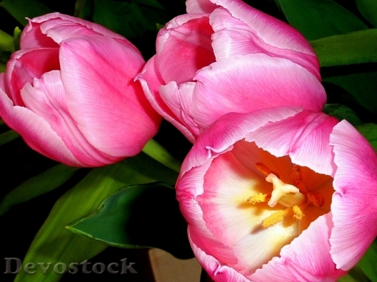 Devostock Tulip beautiful  (320)