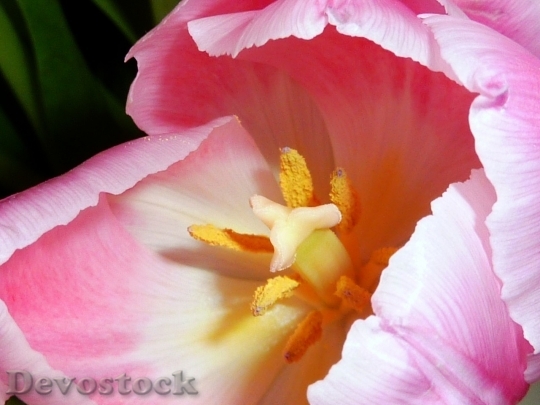 Devostock Tulip beautiful  (321)