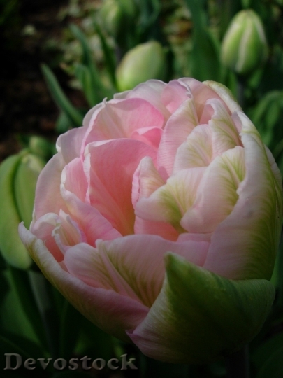 Devostock Tulip beautiful  (327)
