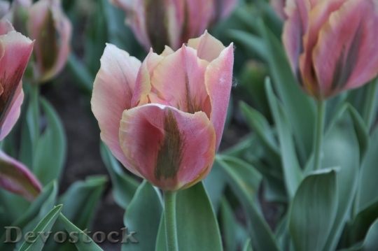 Devostock Tulip beautiful  (328)