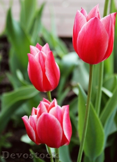 Devostock Tulip beautiful  (332)