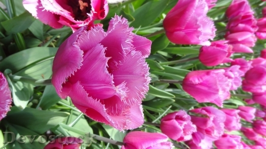 Devostock Tulip beautiful  (334)