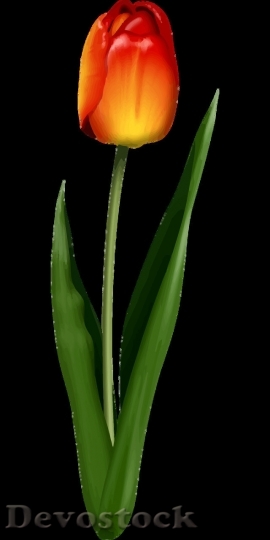 Devostock Tulip beautiful  (337)
