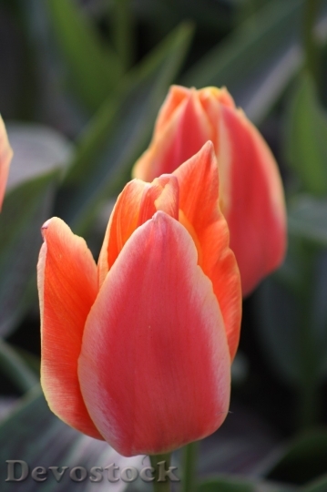 Devostock Tulip beautiful  (34)