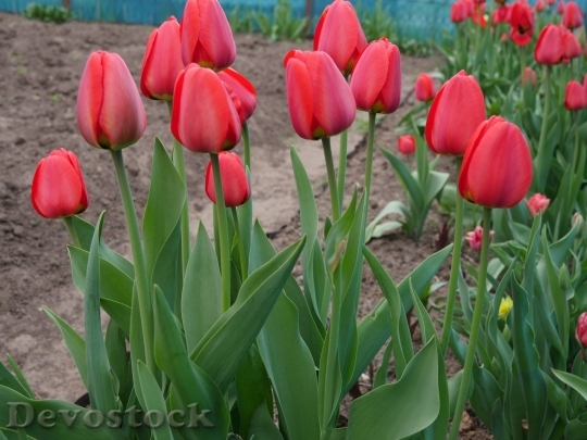 Devostock Tulip beautiful  (341)