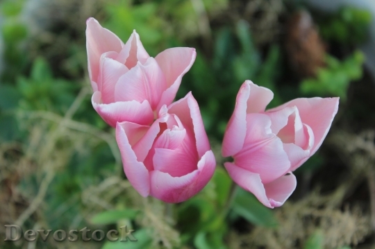 Devostock Tulip beautiful  (342)