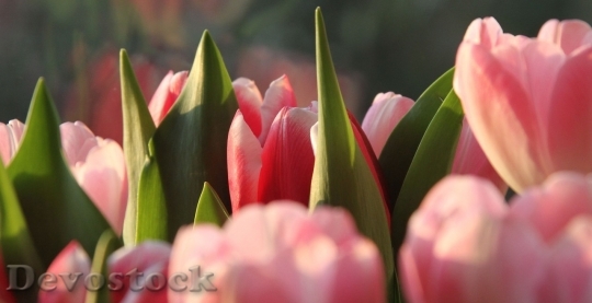 Devostock Tulip beautiful  (348)