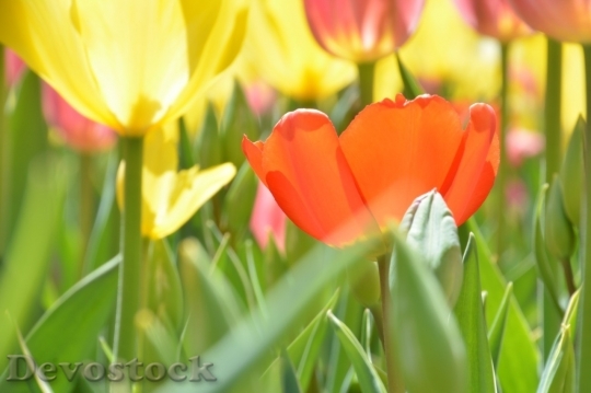 Devostock Tulip beautiful  (351)
