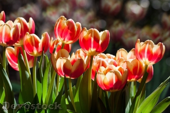 Devostock Tulip beautiful  (352)