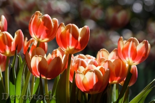 Devostock Tulip beautiful  (353)