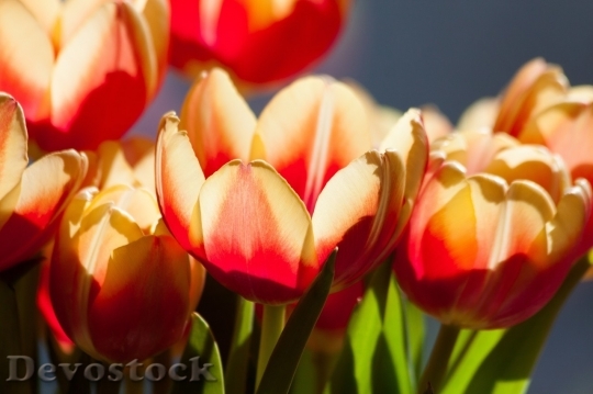 Devostock Tulip beautiful  (354)