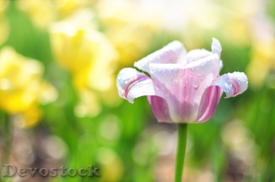 Devostock Tulip beautiful  (358)