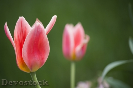 Devostock Tulip beautiful  (360)