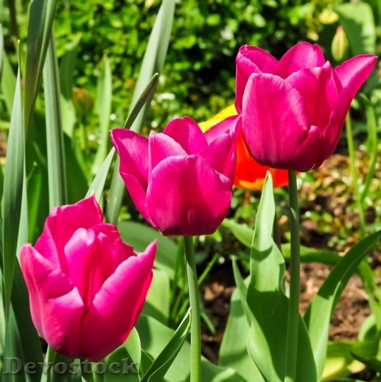 Devostock Tulip beautiful  (361)