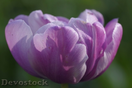 Devostock Tulip beautiful  (362)