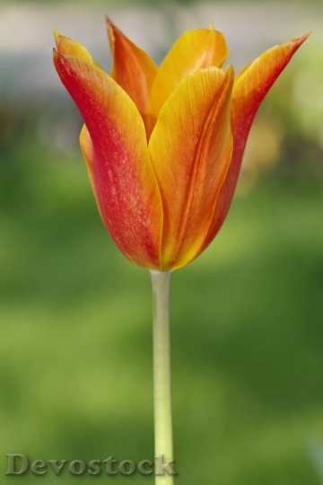 Devostock Tulip beautiful  (364)