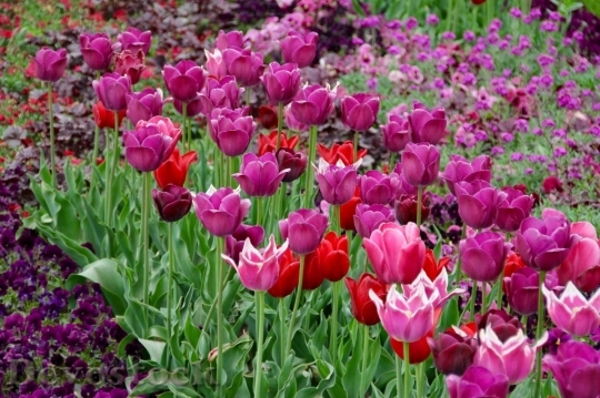 Devostock Tulip beautiful  (370)