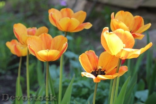Devostock Tulip beautiful  (373)