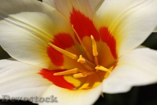 Devostock Tulip beautiful  (381)