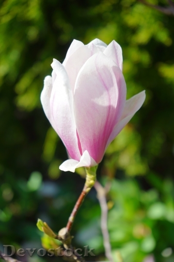 Devostock Tulip beautiful  (387)