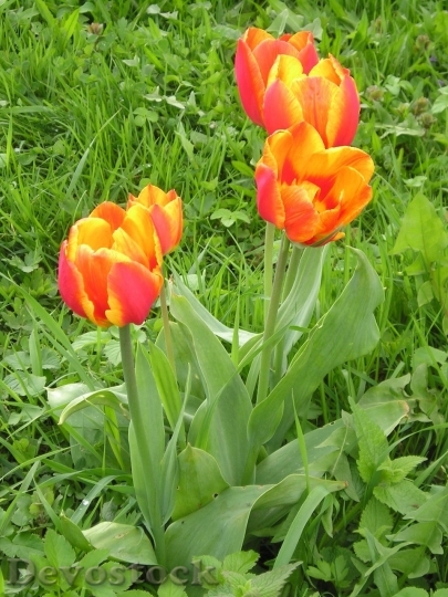 Devostock Tulip beautiful  (388)