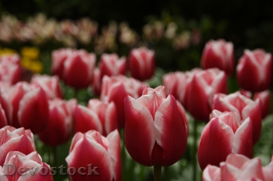 Devostock Tulip beautiful  (389)