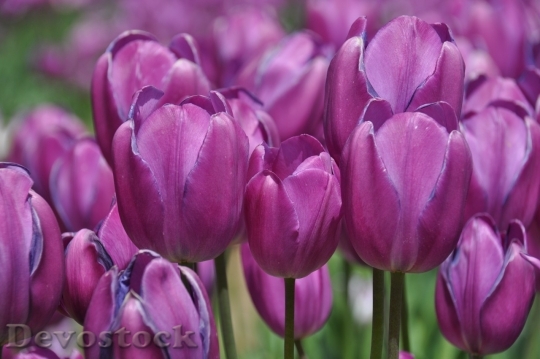 Devostock Tulip beautiful  (390)