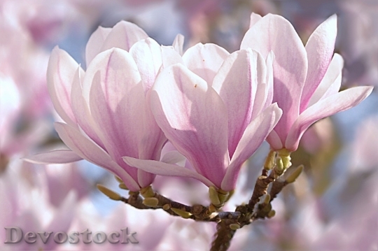 Devostock Tulip beautiful  (392)