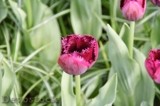 Devostock Tulip beautiful  (393)