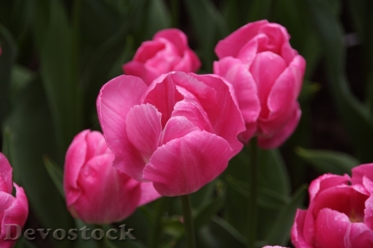 Devostock Tulip beautiful  (394)