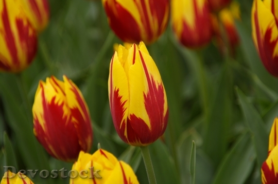 Devostock Tulip beautiful  (395)