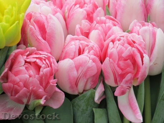 Devostock Tulip beautiful  (398)