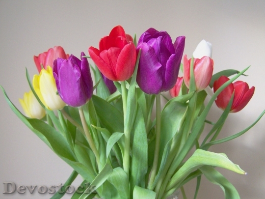 Devostock Tulip beautiful  (399)
