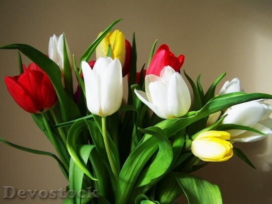 Devostock Tulip beautiful  (400)