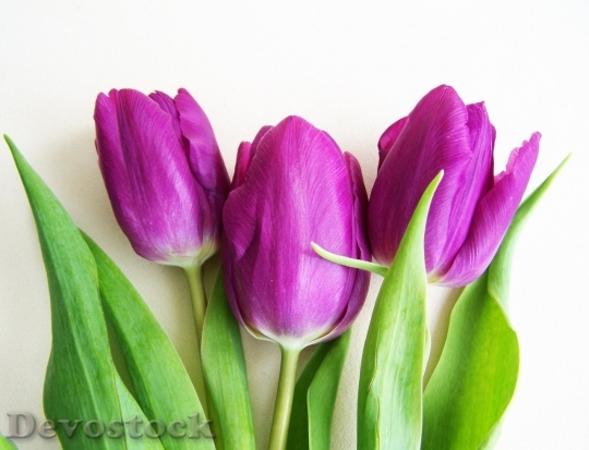 Devostock Tulip beautiful  (401)
