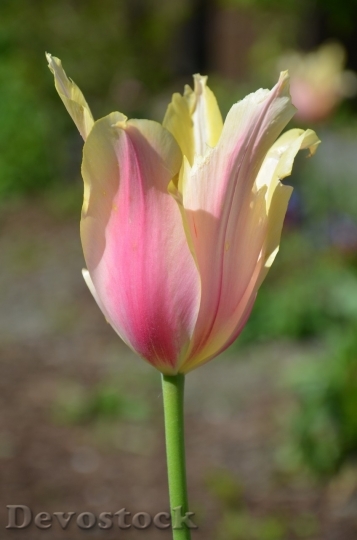 Devostock Tulip beautiful  (403)