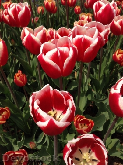 Devostock Tulip beautiful  (405)