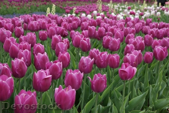 Devostock Tulip beautiful  (407)