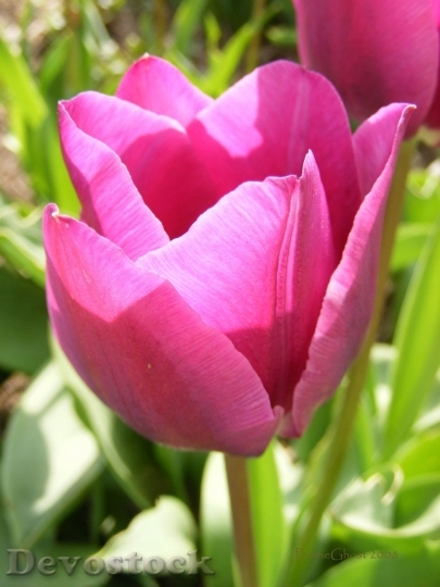 Devostock Tulip beautiful  (41)