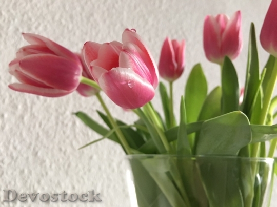 Devostock Tulip beautiful  (411)
