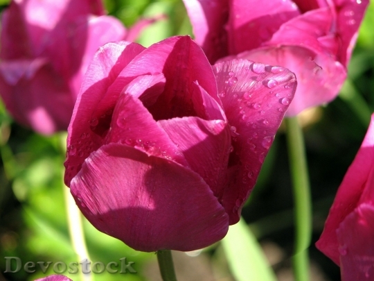 Devostock Tulip beautiful  (415)