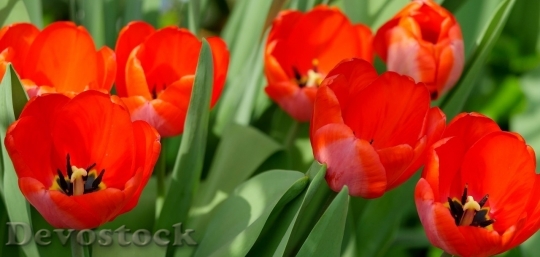 Devostock Tulip beautiful  (417)