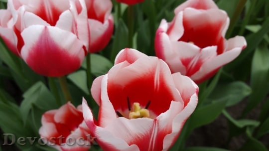 Devostock Tulip beautiful  (420)